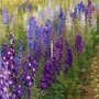 Ridderspoor gemixed geplant